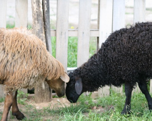 В продаже курдючные овцы и бараны Эдильбаевской породы